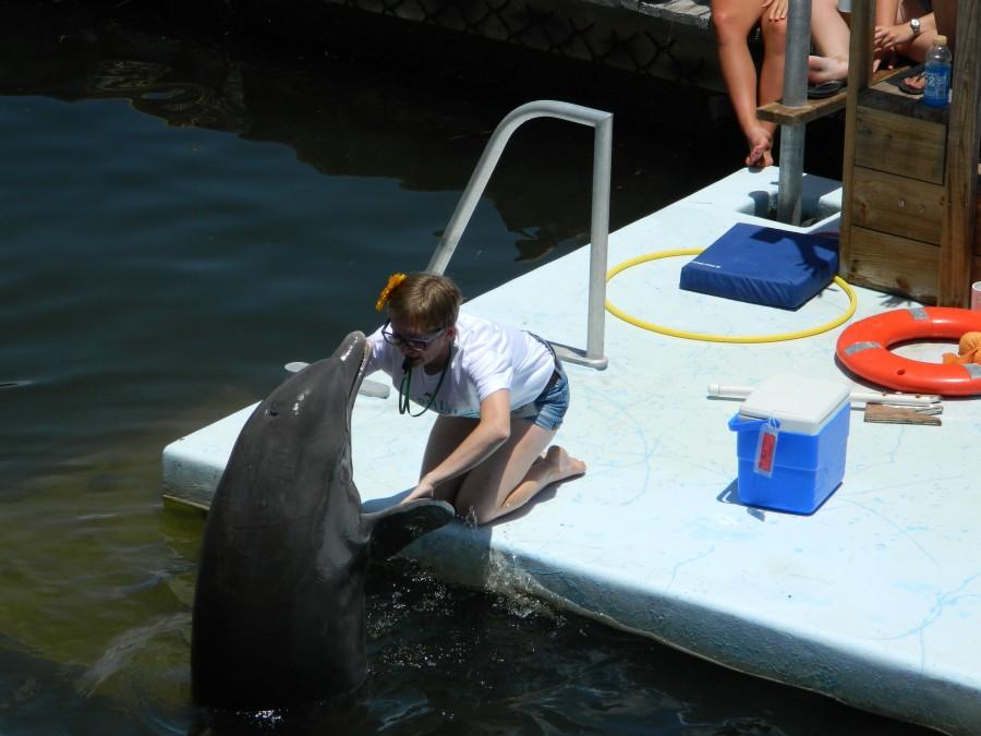 Murray spends multiple summers working with dolphins